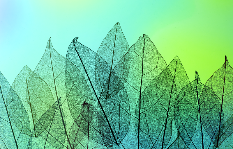 Vitrophanie avec éléments naturels apaisants